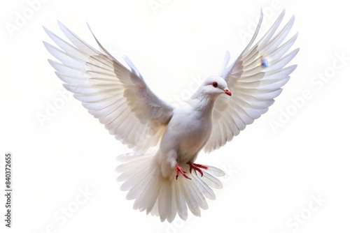 Flying white peace dove isolated on white background, dove, symbol, peace, freedom, wings, isolated, flying, bird, concept