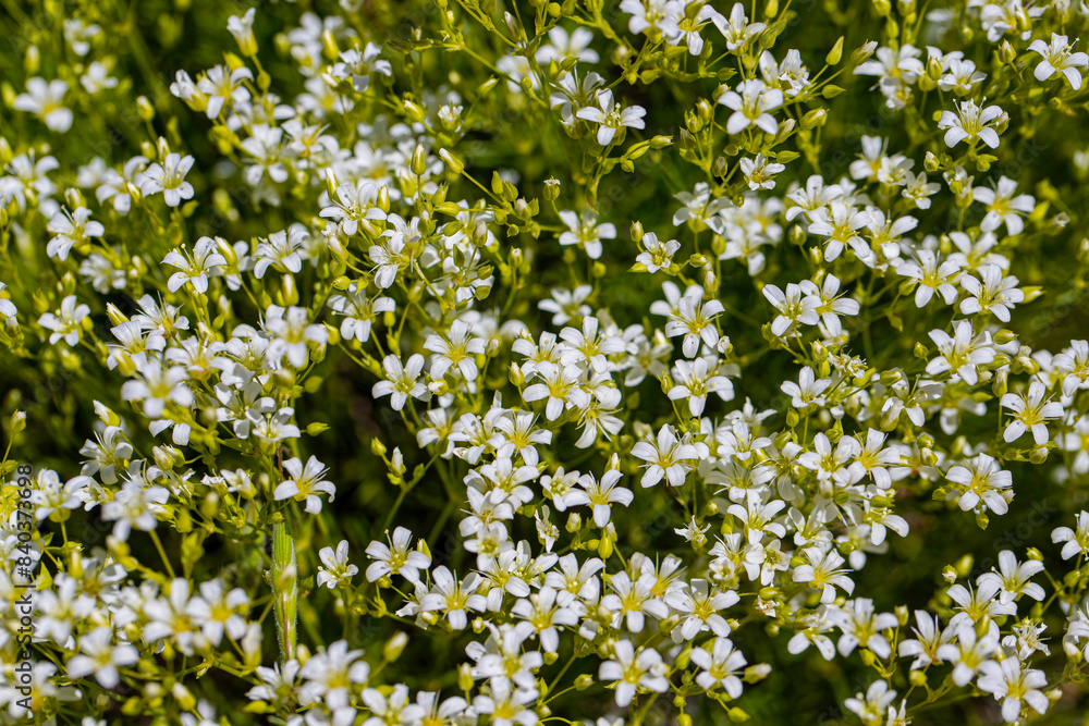 Cochlearia officinalis (common scurvygrass or spoonwort) flowers Cochlearia officinalis (common scurvygrass or spoonwort) flowers