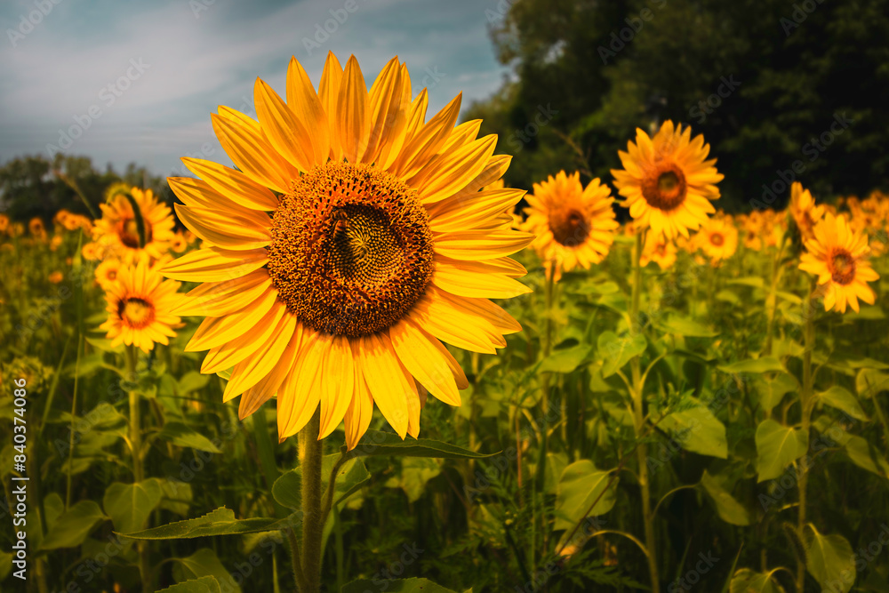 Fototapeta premium sunflower field, blooming sunflowers,