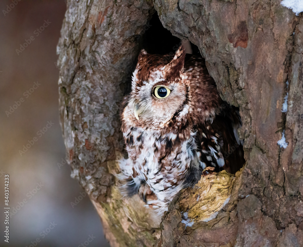 Western Screech Owl looking out of a tree hole Western Screech Owl looking out of a tree hole