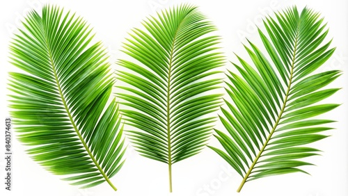 Set of green palm leaf isolated on white background  palm  leaf  green  tropical  nature  plant  foliage  exotic  isolated