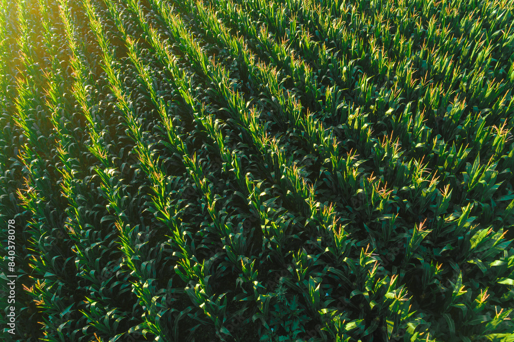 drone aerial view of a cornfield in summer drone aerial view of a cornfield in summer