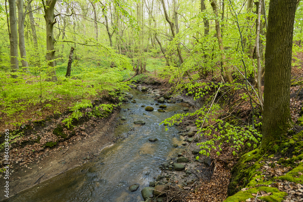 Obraz premium River in the forest of Bornholm - beautiful green natural wild forest in island of Denmark