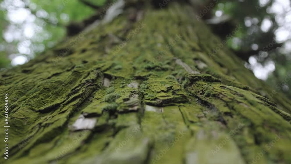 Tree with bright green leaves. Camera slide along the bark Tree with bright green leaves. Camera slide along the bark