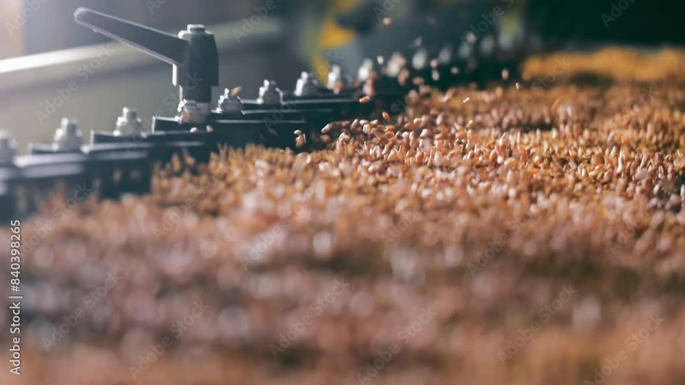 A close-up image of wheat grains being processed through agricultural ...