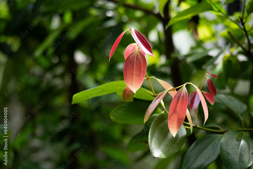 Ταπετσαρία Cinnamon or Cinnamomum bark leaves on natural background.