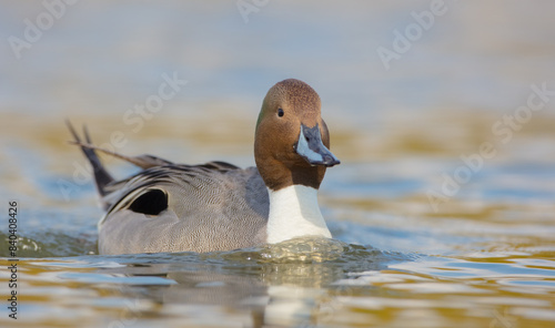 Northern pintail - male bird at a small pond in spring