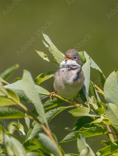 Common whitethroat - at a wet forest in spring