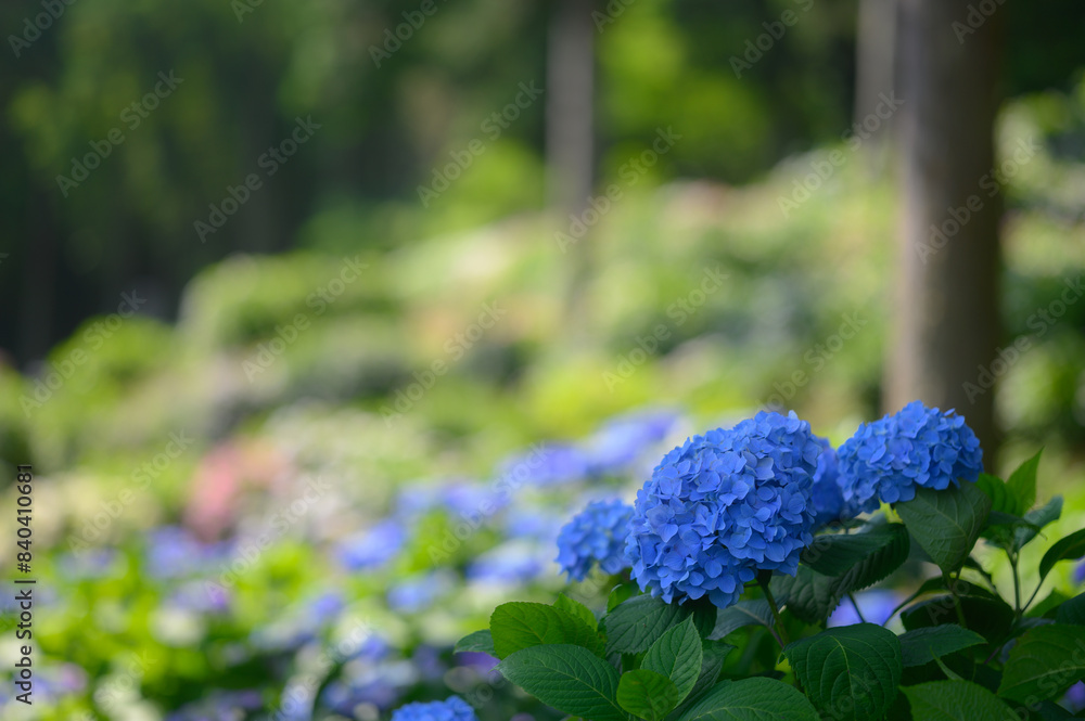 紫陽花園