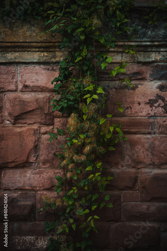 ivy on the wall