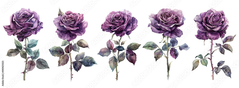 Watercolor rose set isolated on transparent background. Watercolor rose set isolated on transparent background.