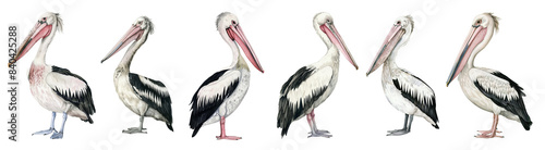 Watercolor pelican set isolated on transparent background.