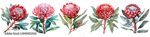 Watercolor protea set isolated on transparent background.