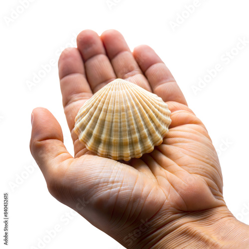 Close-up of hand holding a seashell on a transparent background