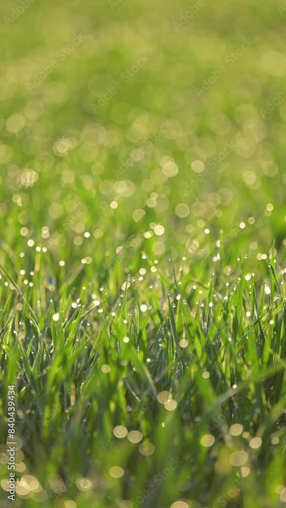 Vertical video of green grass with dew drops. Morning on agricultural field of wheat at summer, bright green sprouts Vertical video of green grass with dew drops. Morning on agricultural field of wheat at summer, bright green sprouts