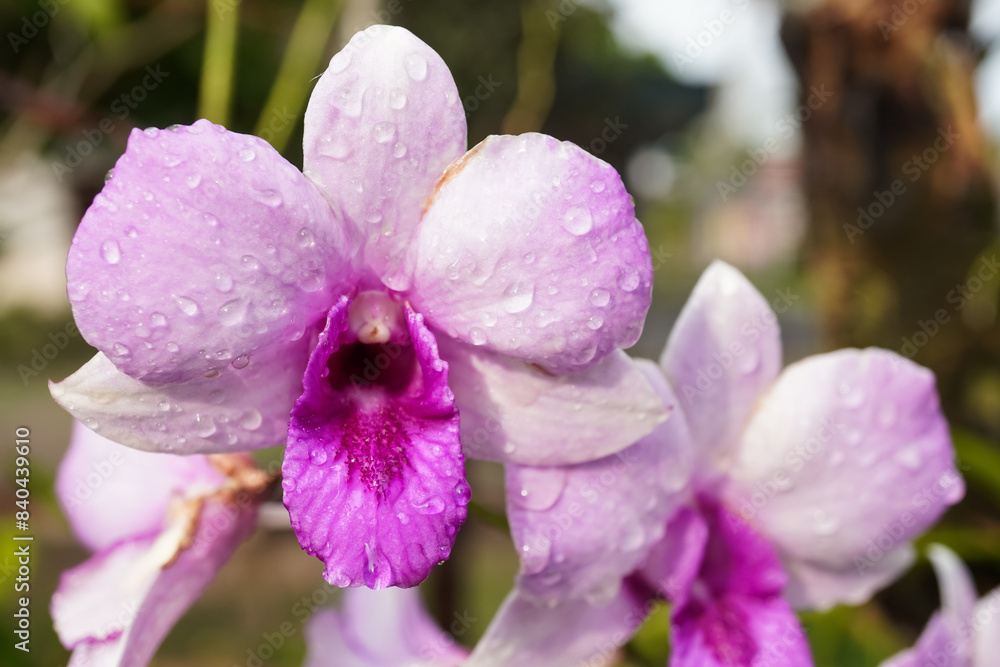 Obraz premium Close up photo of purple orchid flower with dewdrops are visible on the petals in a plant nursery. Concept for exotic tropical plants.