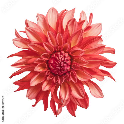 red flower on a white background isolated with clipping path. Closeup. big shaggy flower. Dahlia.