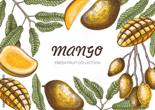 Tropical fruit frame design. Mixed media summer background. Mango fruit sketch, hand-drawn vector illustration. Juice packaging, exotic plant banner template. NOT AI generated