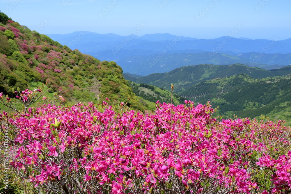 Fototapeta premium 咲き誇るツルギミツバツツジ 初夏 （愛媛県 四国カルスト 大川嶺）