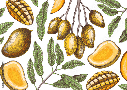 Vintage tropical background. Ripe mango sketch. Hand-drawn vector illustration. Tropical fruit banner design, juice packaging, mixed media print. NOT AI generated
