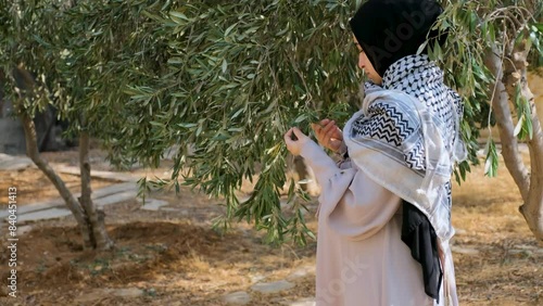 Pregnant female wearing palestine keffiyeh  in olive tree field holding branch of olive tree in her hand while touch her tummy in the other hand praying for her child peace and safe future 