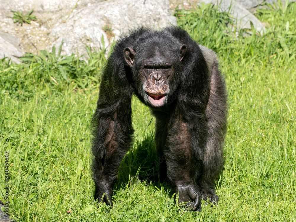 Common Chimpanzee, Pan troglodytes, sits on the grass and observes the surroundings