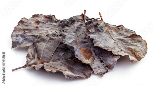 dried mulberry leaves Isolated on white background. cooking ingredients for healthful food concept for designer photo