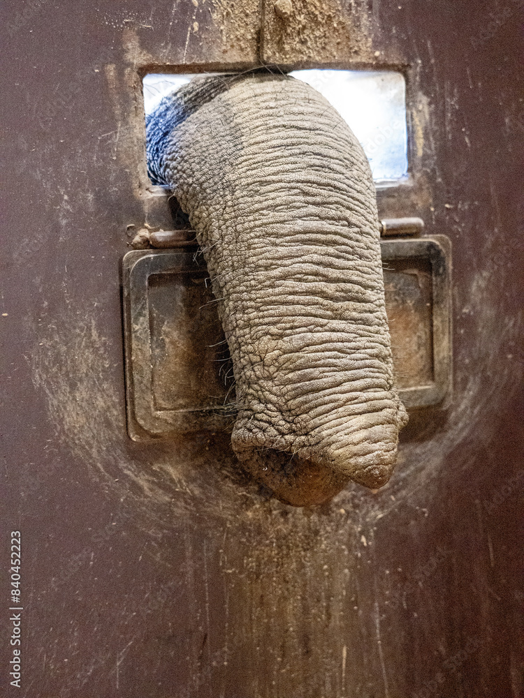 African elephant, Loxodonta africana, stretches its trunk through the window for food