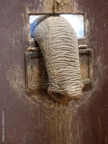 Obraz na płótnie African elephant, Loxodonta africana, stretches its trunk through the window for food w salonie