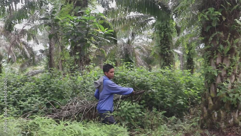 young farmer clearing fern weeds in an oil palm plantation