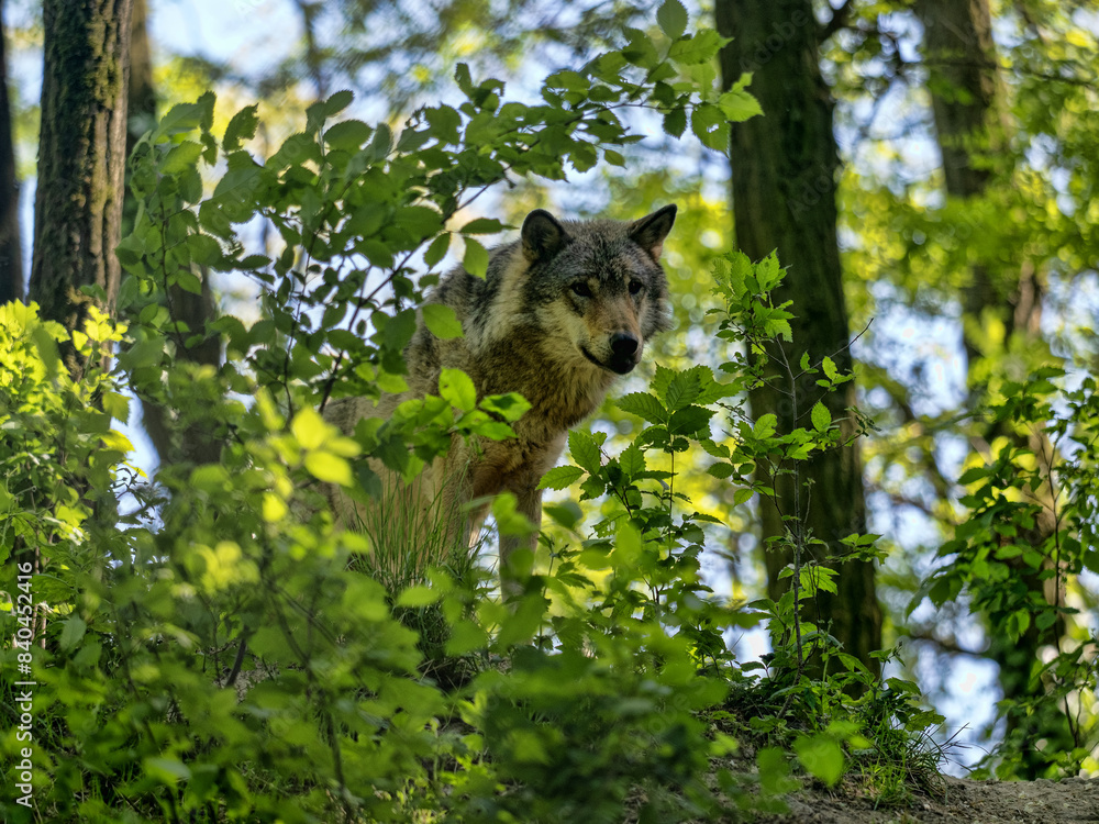 Gray Wolf, Canis lupus, stands in the forest and observes the surroundings