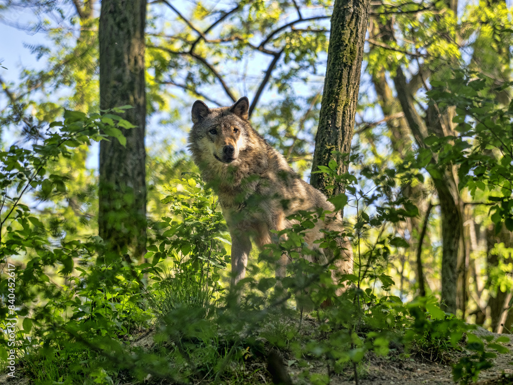 Gray Wolf, Canis lupus, stands in the forest and observes the surroundings