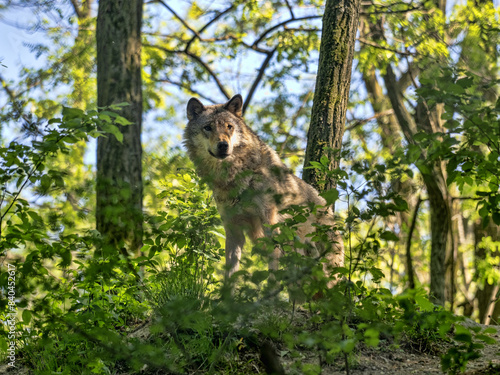 Obraz na płótnie Gray Wolf, Canis lupus, stands in the forest and observes the surroundings w salonie