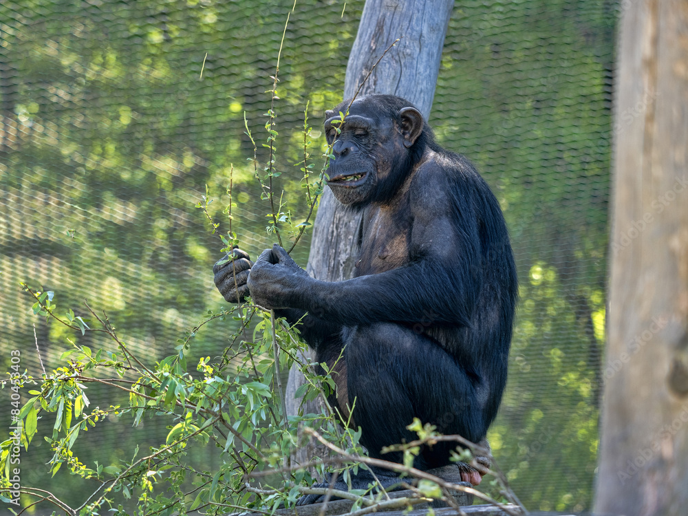Common Chimpanzee, Pan troglodytes, sits on the grass and observes the surroundings
