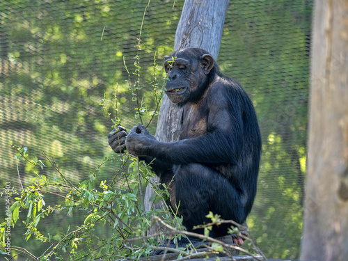 Obraz na płótnie Common Chimpanzee, Pan troglodytes, sits on the grass and observes the surroundings w salonie
