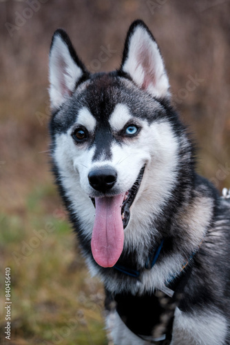 Young husky with different eyes. © Sahaidachnyi Roman
