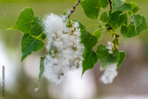 Cottonwood Or Poplar Tree Seed Fluff In Spring In Wisconsin