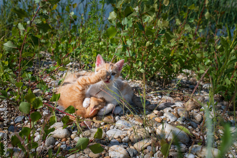 Two young cats - kittens which are playing and fight together in the nature Two young cats - kittens which are playing and fight together in the nature