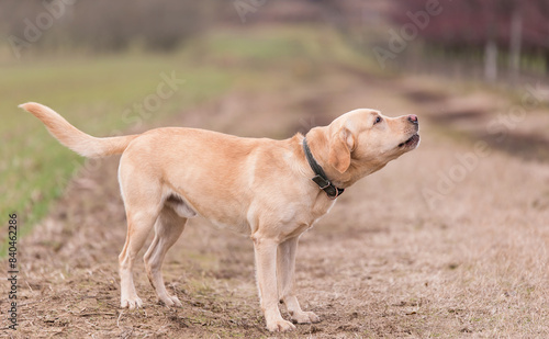 Labrador dog howling in the dirth road photo