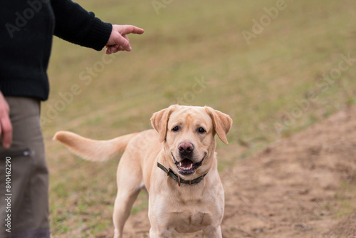 Labrador dog training in the park