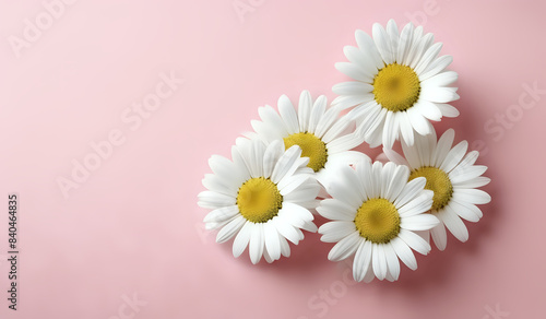white daisies on a pink pastel paper texture background with copy space