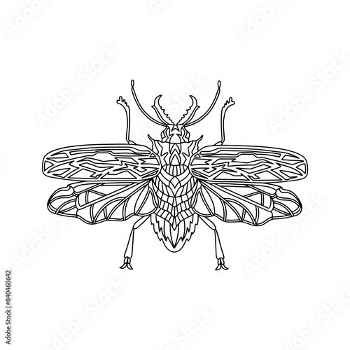 Decorated bug linear illustration