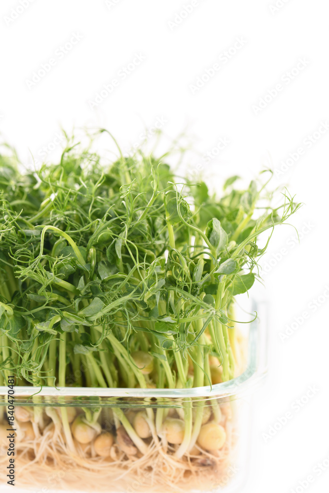 Sprouts of blue peas in a glass container, in dew. Eco-vegan bio-banner for a healthy way of living. Green natural texture background. Close-up. Sprouts of blue peas in a glass container, in dew. Eco-vegan bio-banner for a healthy way of living. Green natural texture background. Close-up.
