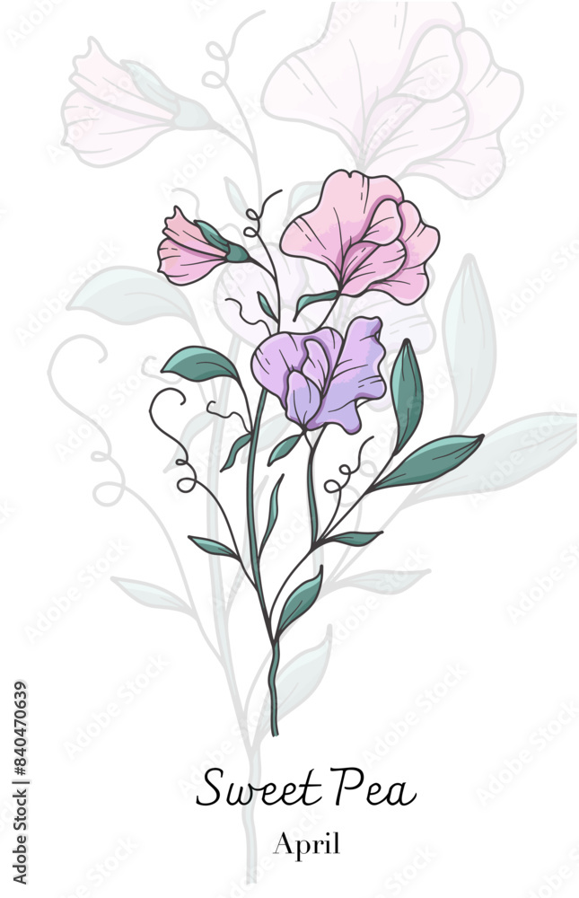 Sweet Pea Line Art. Sweet Pea flower vector Illustration. April Birth Month Flower. Sweet Pea outline isolated on white. Hand drawn line art botanical illustration. Sweet Pea Line Art. Sweet Pea flower vector Illustration. April Birth Month Flower. Sweet Pea outline isolated on white. Hand drawn line art botanical illustration.