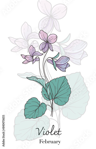 Violet Line Art. Violet flower vector Illustration. February Birth Month Flower. Violet  outline isolated on white. Hand drawn line art botanical illustration.