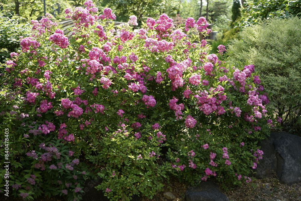 Naklejka premium 봄날의 장미가 아름답게 피었습니다