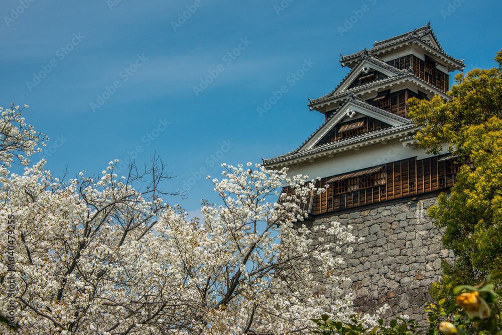 Cherry blossom in the Kumamoto Japanese Castle, Kumamoto, Kyushu Cherry blossom in the Kumamoto Japanese Castle, Kumamoto, Kyushu