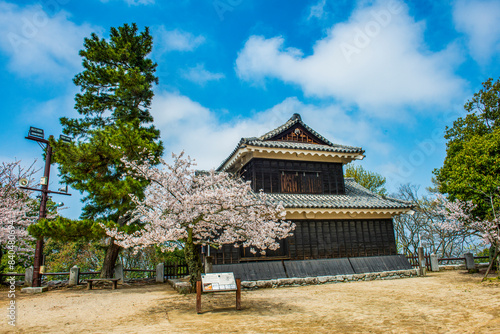 Cherry blossom in the Matsuyama Castle, Shikoku photo