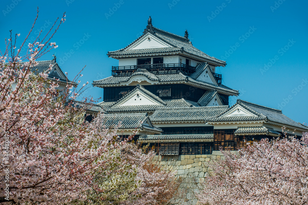 Cherry blossom in Matsuyama Castle, Shikoku Cherry blossom in Matsuyama Castle, Shikoku