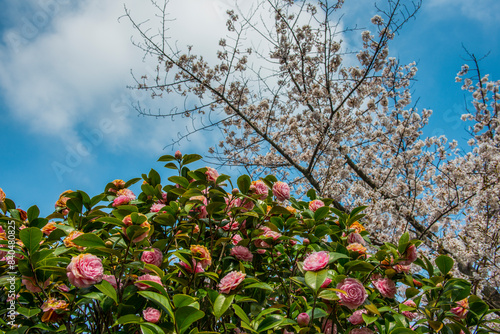 Camellia and cherry blossom in Matsuyama Castle, Shikoku photo